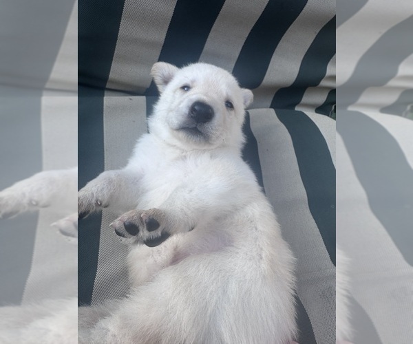 Medium Photo #4 German Shepherd Dog Puppy For Sale in SPRINGFIELD, MO, USA