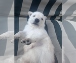 Small #3 German Shepherd Dog