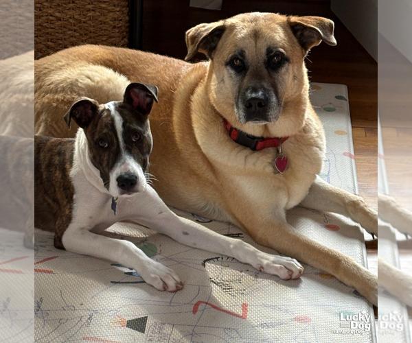 Medium Photo #9 Mutt Puppy For Sale in Washington, DC, USA