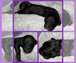 Puppy Betsy Goldendoodle