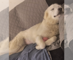 Small #3 Great Pyrenees Mix