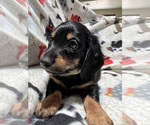 Small #1 Dachshund