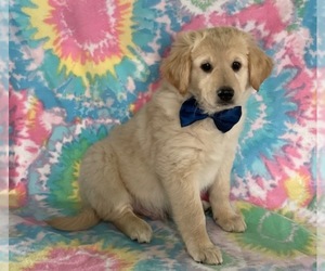American Eskimo Dog-Goldendoodle Mix Puppy for sale in LANCASTER, PA, USA