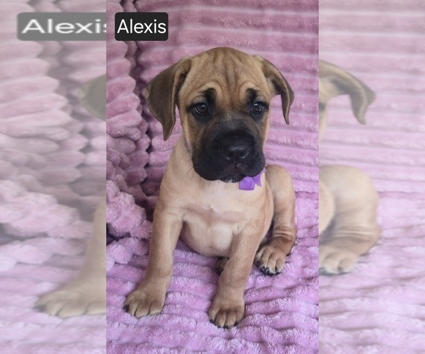 Medium Photo #6 Cane Corso Puppy For Sale in MINERAL WELLS, WV, USA