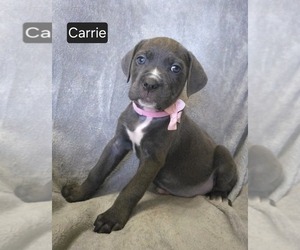 Cane Corso Puppy for sale in MINERAL WELLS, WV, USA