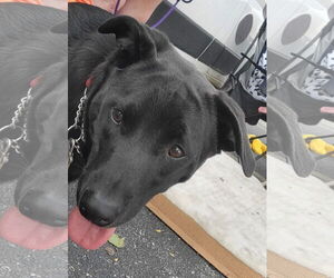 American Pit Bull Terrier-Unknown Mix Dogs for adoption in Germantown, OH, USA