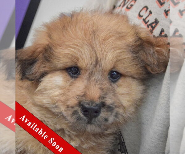 Medium Photo #1 Chow Chow-Unknown Mix Puppy For Sale in Huntley, IL, USA