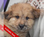 Small Chow Chow Mix