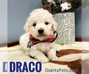 Sheepadoodle Puppy for sale in CEDAR GAP, MO, USA