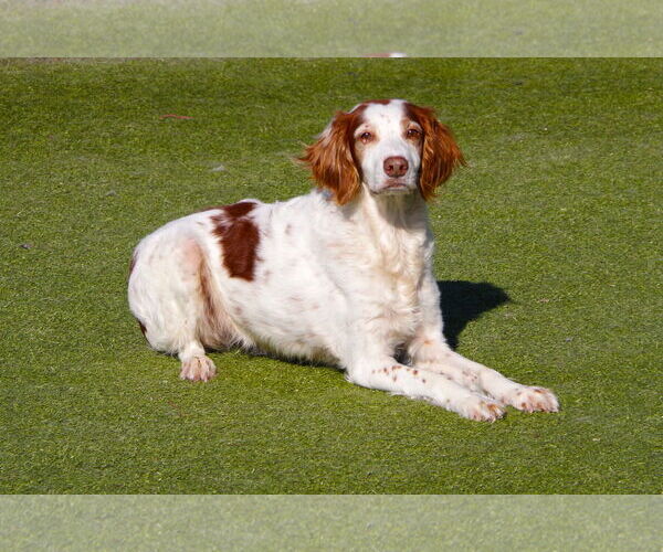 Medium Photo #5 Brittany Puppy For Sale in Curwensville, PA, USA