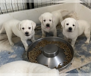 Labrador Retriever Puppy for Sale in KITTRELL, North Carolina USA