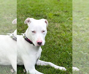 Catahoula Leopard Dog-Unknown Mix Dogs for adoption in Sanford, FL, USA