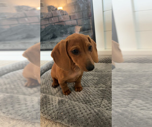 Dachshund Puppy for sale in HILLSBORO, KY, USA