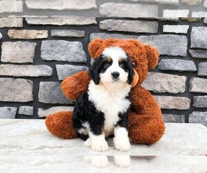 Miniature Bernedoodle Puppy for sale in AMITY, NC, USA