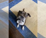 Small #12 Boxer Mix