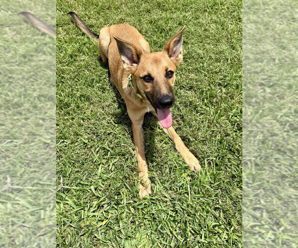 Medium Photo #7 German Shepherd Dog-Unknown Mix Puppy For Sale in San Leon, TX, USA