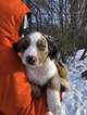 Small Photo #5 Australian Shepherd Puppy For Sale in E WALLINGFORD, VT, USA