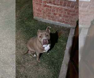 Patsy - Female Mutt Dog for Adoption - Photo #4