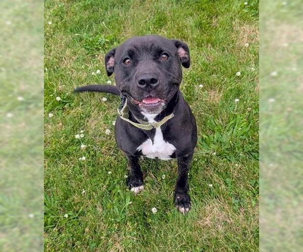 Medium Photo #2 American Pit Bull Terrier Puppy For Sale in Akron, OH, USA