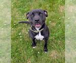 Small #1 American Pit Bull Terrier