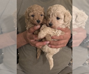 Poo-Ton Puppy for sale in EDMONDS, WA, USA