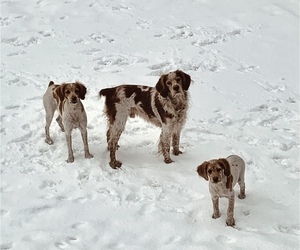 Brittany Litter for sale in BERKSHIRE, NY, USA