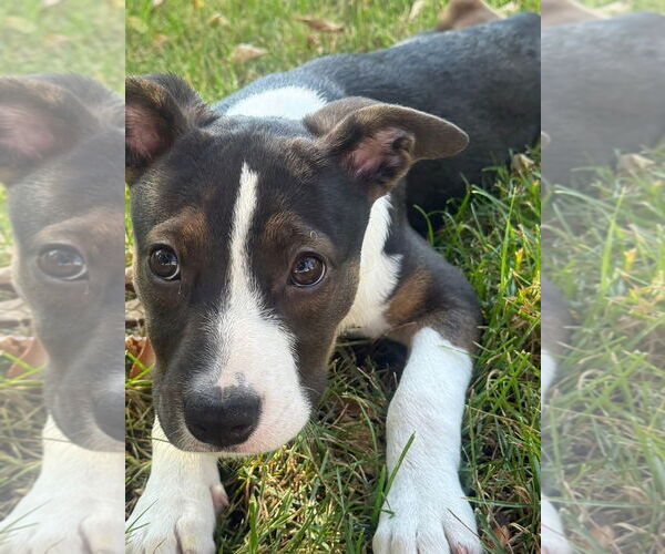 Medium Photo #1 Jack Russell Terrier Puppy For Sale in GILBERTS, IL, USA