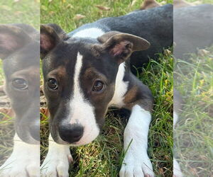 Jack Russell Terrier Dogs for adoption in GILBERTS, IL, USA