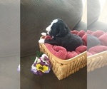 Small #13 Bernedoodle