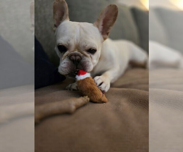 Medium Photo #8 French Bulldog Puppy For Sale in St. Louis Park, MN, USA