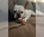 Small #7 French Bulldog