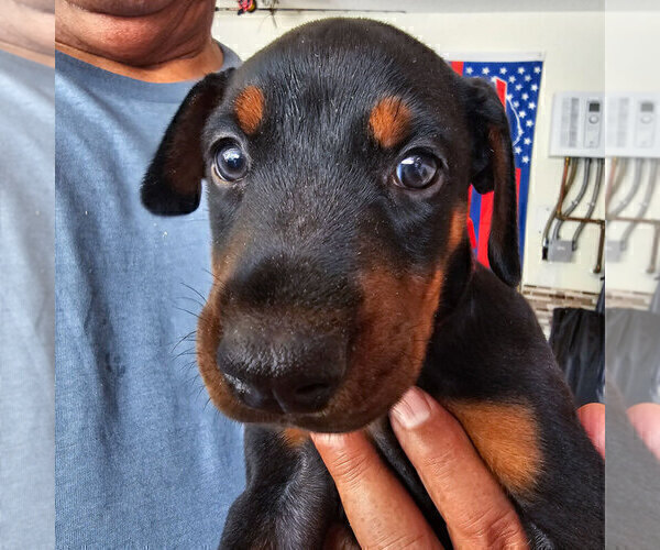 Medium Photo #113 Doberman Pinscher Puppy For Sale in FORT LAUDERDALE, FL, USA