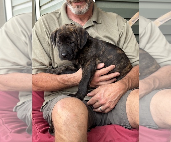 Medium Photo #3 Rotticorso Puppy For Sale in REEVESVILLE, SC, USA