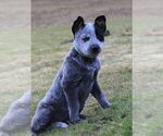 Small Photo #4 Australian Cattle Dog Puppy For Sale in HYDE PARK, VT, USA