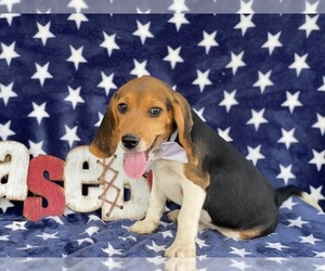 Beagle Puppy for sale in LANCASTER, PA, USA