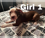 Small Photo #6 American Pit Bull Terrier Puppy For Sale in CHICAGO, IL, USA