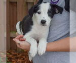 Small #2 Australian Shepherd Mix