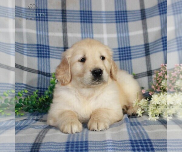 Medium Photo #5 Golden Retriever Puppy For Sale in GAP, PA, USA