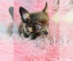 Small #11 Chihuahua
