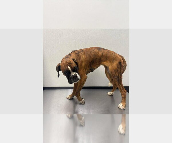 Medium Photo #1 Boxer Puppy For Sale in Austin, TX, USA