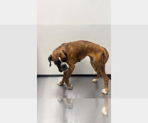 Boxer Dogs for adoption in Austin, TX, USA