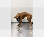 Small Boxer