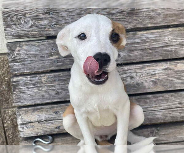 Medium Photo #1 American Pit Bull Terrier-Unknown Mix Puppy For Sale in Tulsa, OK, USA
