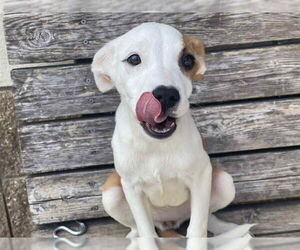 American Pit Bull Terrier-Unknown Mix Dogs for adoption in Tulsa, OK, USA