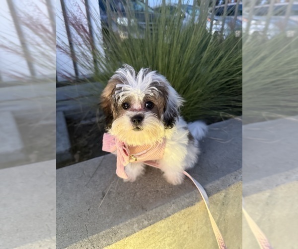 Medium Photo #4 Zuchon Puppy For Sale in LAS VEGAS, NV, USA