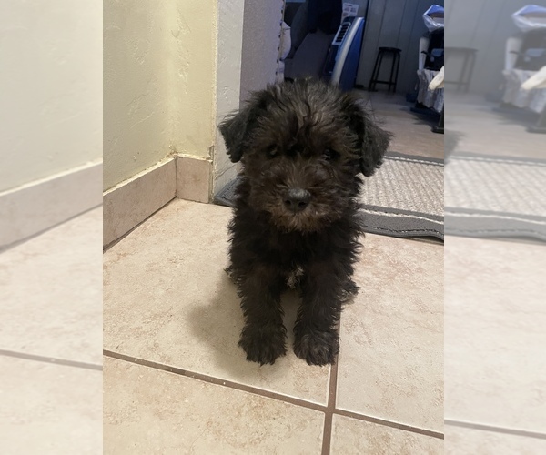 Medium Photo #6 Schnoodle (Miniature) Puppy For Sale in BAKERSFIELD, CA, USA