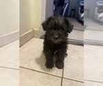 Small Photo #6 Schnoodle (Miniature) Puppy For Sale in BAKERSFIELD, CA, USA