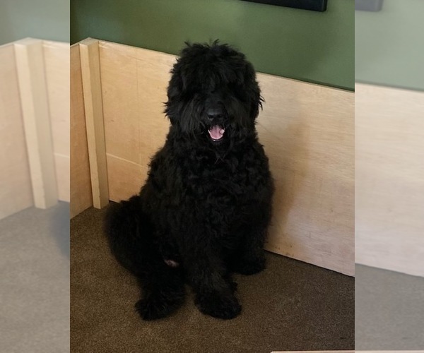 Medium Photo #1 Bernedoodle-Schnoodle (Giant) Mix Puppy For Sale in CONIFER, CO, USA