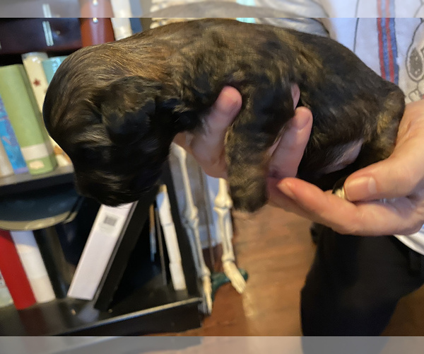 Medium Photo #5 Havanese Puppy For Sale in KODAK, TN, USA