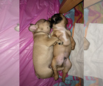 Small Photo #6 French Bulldog Puppy For Sale in SCOTTSDALE, AZ, USA